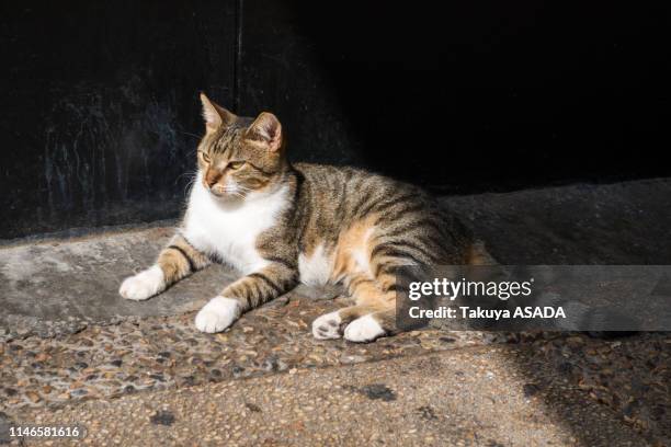 israeli cat - テルアビブ stock pictures, royalty-free photos & images
