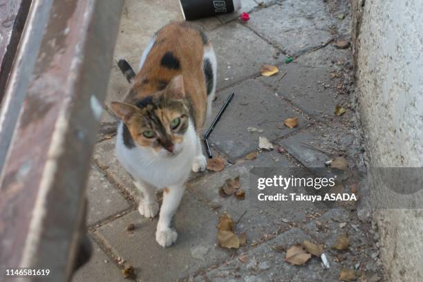 israeli cat - テルアビブ - fotografias e filmes do acervo