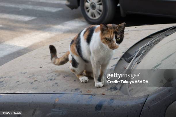 israeli cat - テルアビブ - fotografias e filmes do acervo