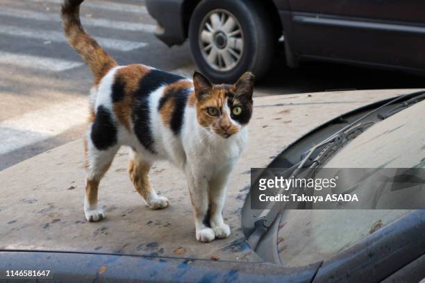 israeli cat - テルアビブ stock pictures, royalty-free photos & images