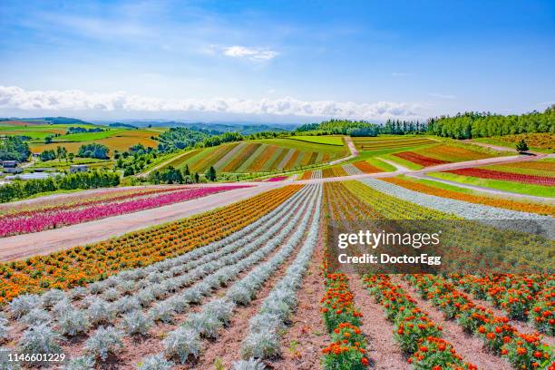 colourful flower gardens in summer at shikisai no oka flower garden, biei, hokkaido, japan - 北海道 個照片及圖片檔