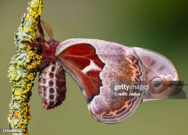 Promenthea 24 Promethea Moths Stock Photos, High-Res Pictures, and Images - Getty ...