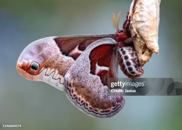 Promenthea 24 Promethea Moths Stock Photos, High-Res Pictures, and Images - Getty ...