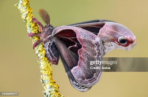 Promenthea Promethea Moths Photos and Premium High Res Pictures - Getty Images
