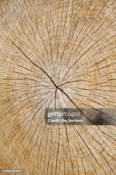 full frame shot of weathered, cracked wood, cross section of a tree, abstract backgrounds - brennholz stock-fotos und bilder