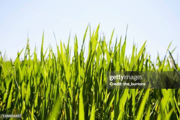 close-up of fresh green grass aginst blue sky - blade of grass stock pictures, royalty-free photos & images
