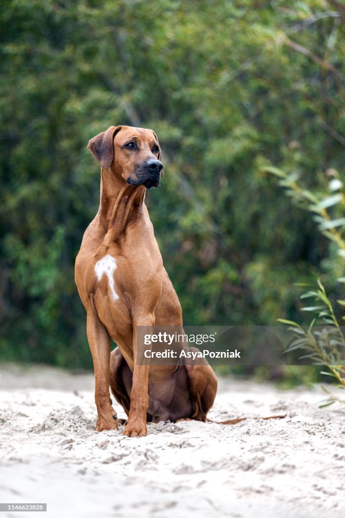 Sitting African Rhodesian Ridgeback Portrait Of A Sitting Rhodesian Ridgeback Dog High-Res Stock Photo ...