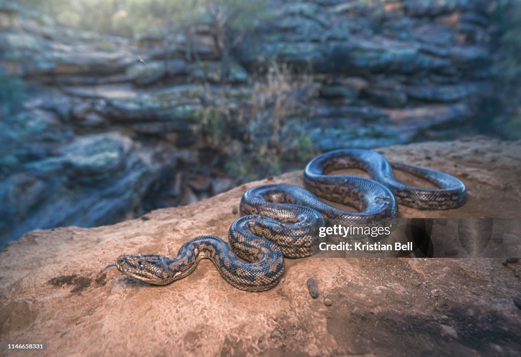 Wild carpet python (Morelia spilota metcalfei) on rocky cliff edge with background habitat in NSW, Australia