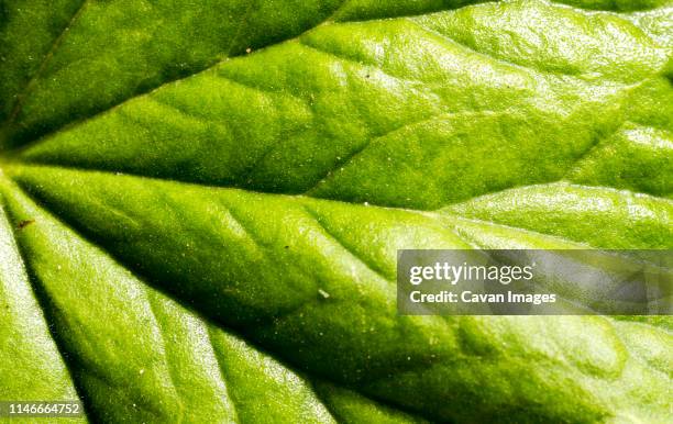 Trees Macro Spring Tree Roots Macro Photos and Premium High Res Pictures - Getty Images