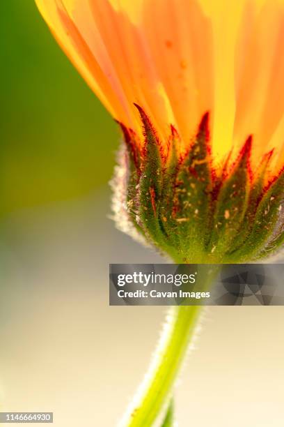 Trees Macro Spring 67 Tree Roots Macro Stock Photos, High-Res Pictures, and Images - Getty ...