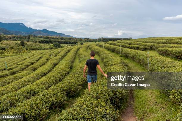 Chiang Rai Tea Photos and Premium High Res Pictures - Getty Images