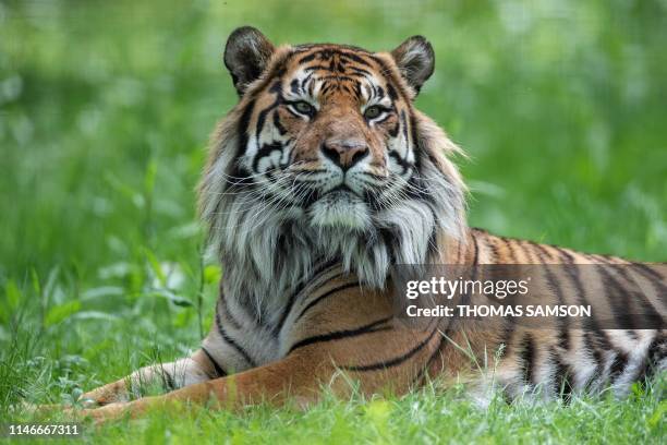 Sumatran Tiger sits in an enclosure on May 23 in the "Parc des Felins" zoological park, in Lumigny-Nesle-Ormeaux, east of Paris.