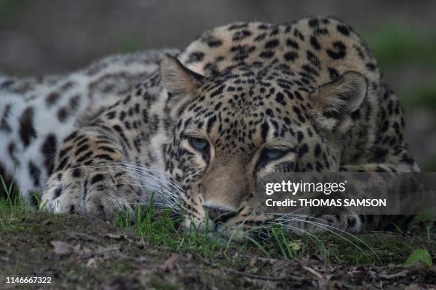 Persian Leopard or Caucasian leopard sits in its pen on May 23 in the "Parc des Felins" zoological park, in Lumigny-Nesle-Ormeaux, east of Paris.