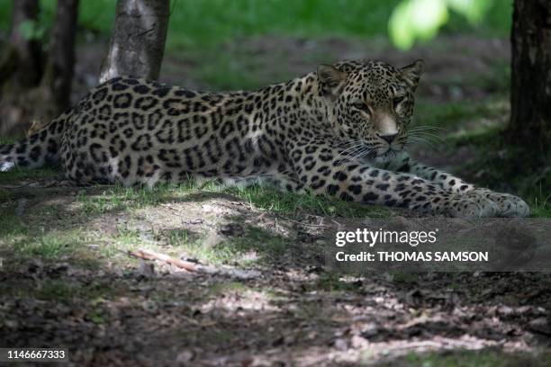 Persian Leopard or Caucasian leopard sits in its pen on May 23 in the "Parc des Felins" zoological park, in Lumigny-Nesle-Ormeaux, east of Paris.