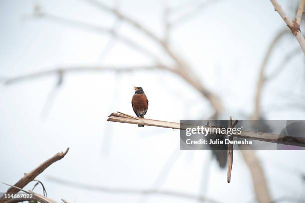 Robin sings in a storm-damaged tree after a massive tornado passed through the town killing more than 120 people on May 25, 2011 in Joplin, Missouri....