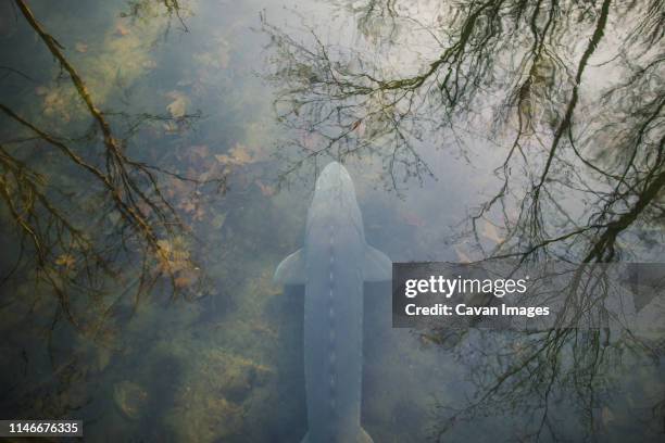 white sturgeon (acipenser transmontanus)  in the fraser river - releasing fish stock pictures, royalty-free photos & images