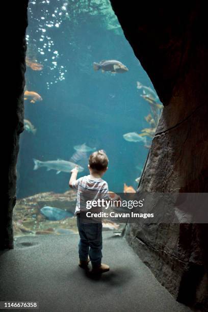 young boy watching fish in an aquarium - undersea stock pictures, royalty-free photos & images