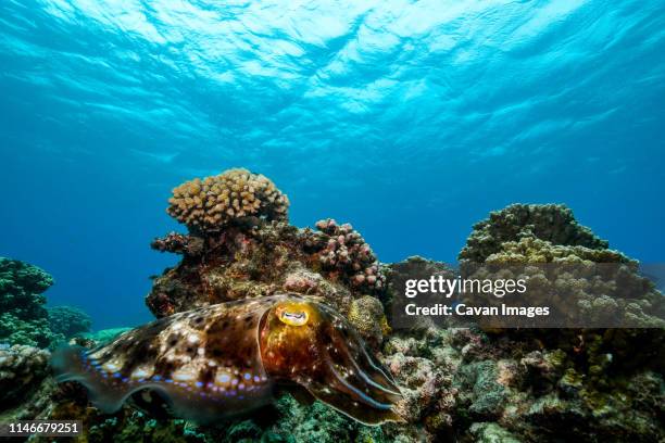 cuttlefish in front of coral in the great barrier reef - cuttlefish stock pictures, royalty-free photos & images