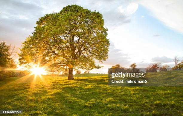 single tree at sunset time - single tree stock pictures, royalty-free photos & images