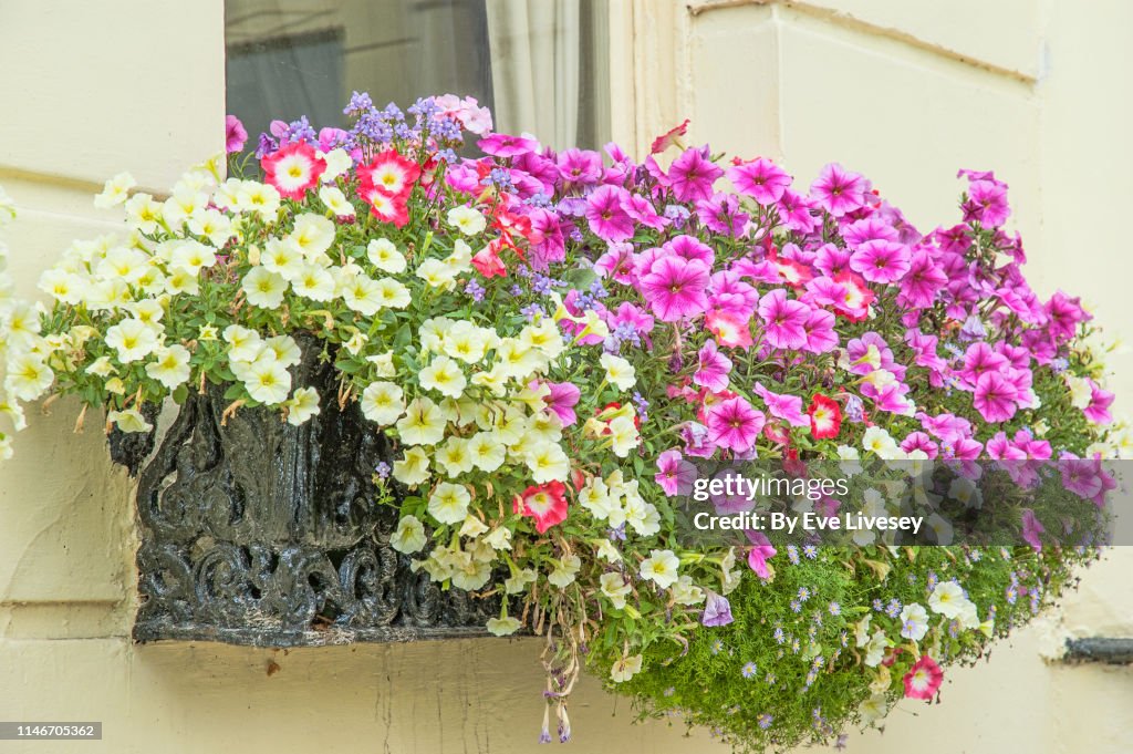Multi-Colored Petunia Flowers