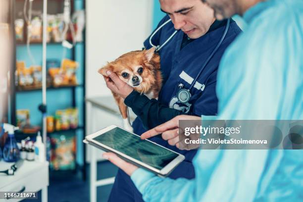 two experienced veterinarians examining an x ray image. - veterinario imagens e fotografias de stock