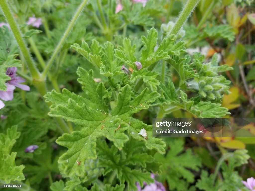 Pelargonium Graveolens