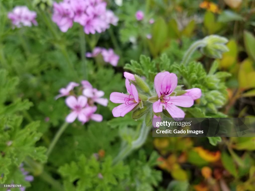 Pelargonium Graveolens