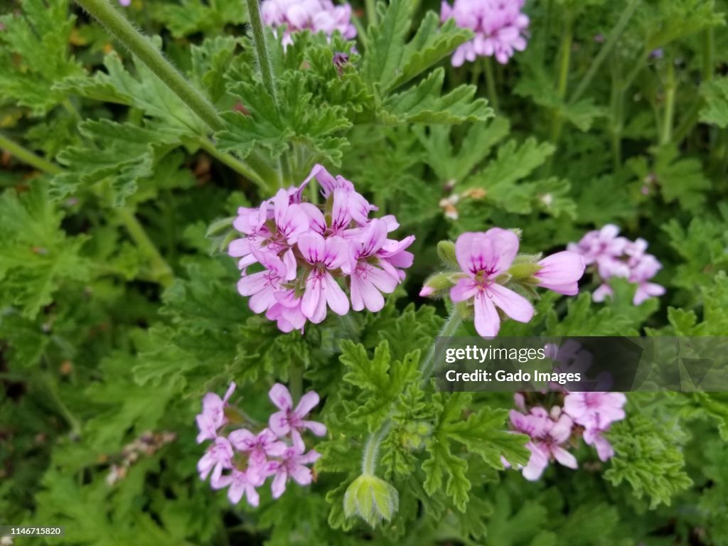 Pelargonium Graveolens