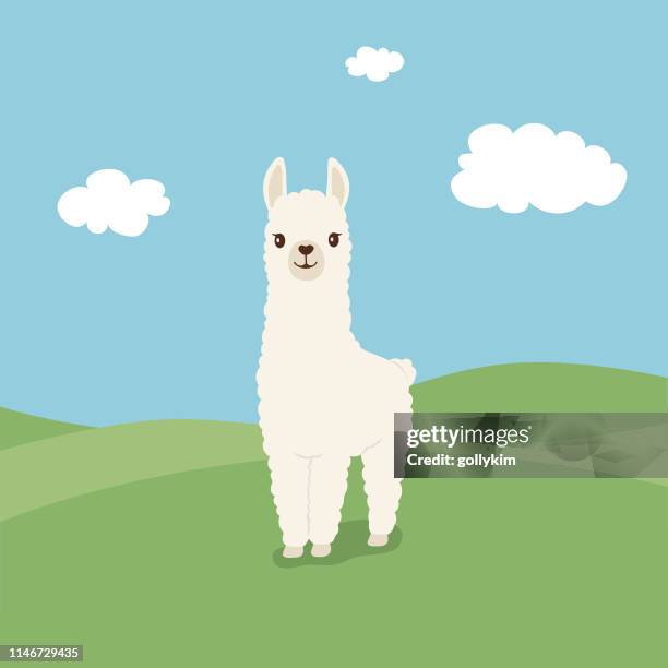 可愛的例證 llama 在綠色領域 - llama animal 幅插畫檔、美工圖案、卡通及圖標