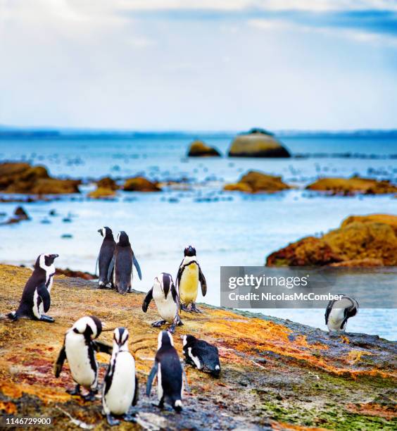 small group of jackass penguins socializing on mossy rock - cape peninsula stock pictures, royalty-free photos & images