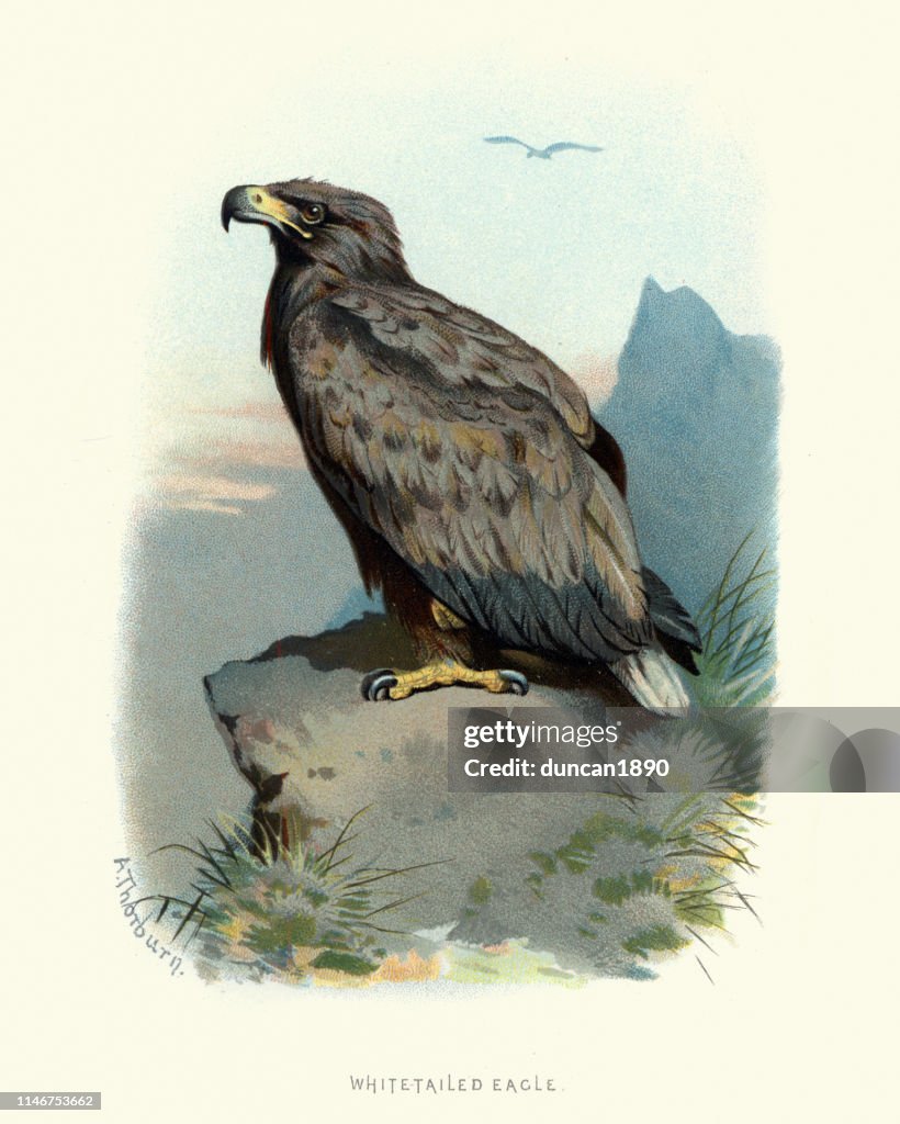 Natural History, Birds, white-tailed eagle (Haliaeetus albicilla)