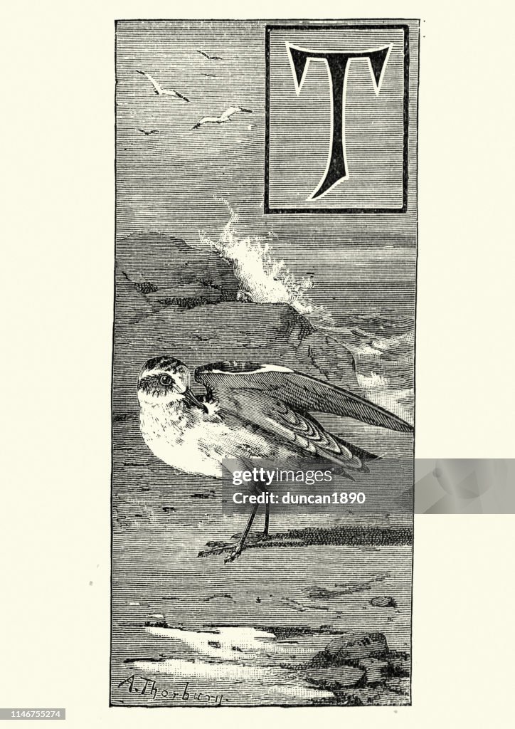 Grey phalarope (Phalaropus fulicarius)