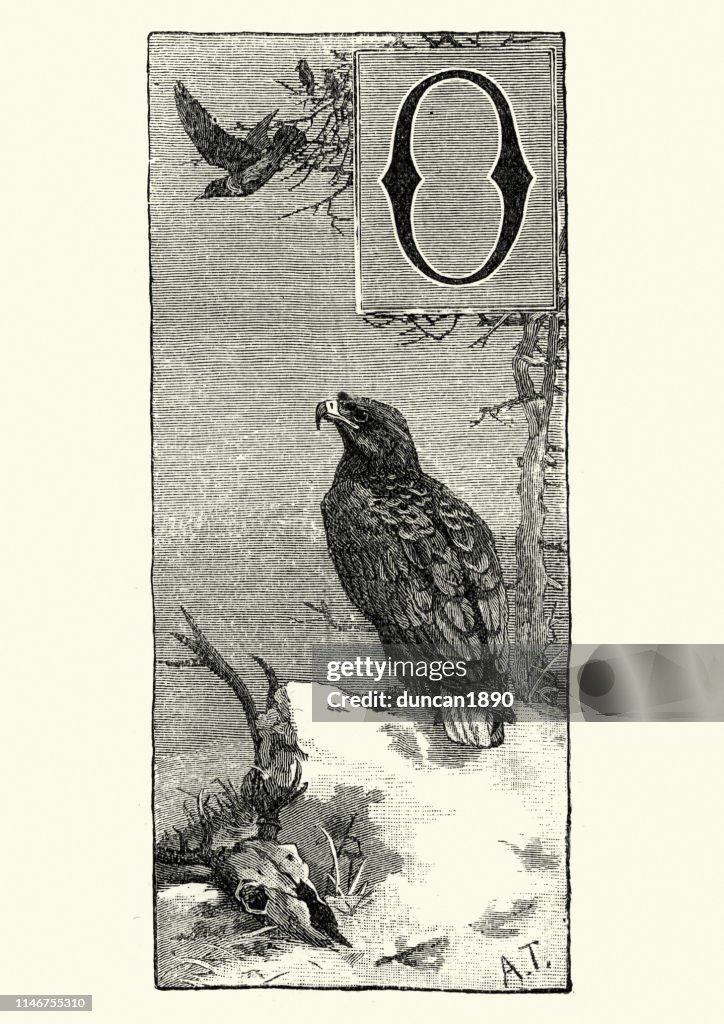 White-tailed eagle (Haliaeetus albicilla)
