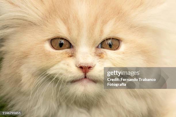 smiling cat - undomesticated cat ストックフォトと画像