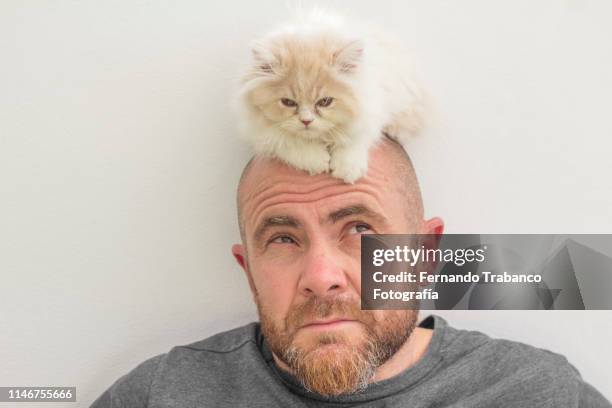 kitten playing with a man - hairy fat man stock pictures, royalty-free photos & images