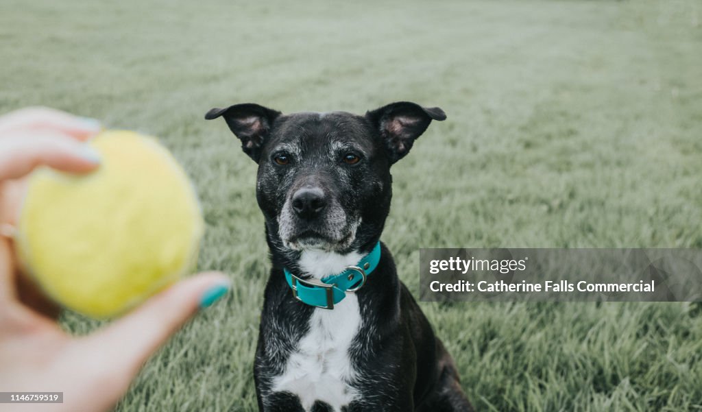 Dog watching a ball