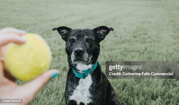 dog watching a ball - dog anticipation stock pictures, royalty-free photos & images