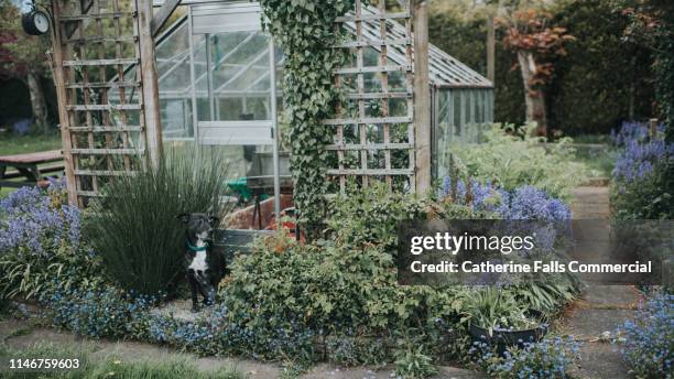 dog sitting beside a greenhouse - spalier stock-fotos und bilder