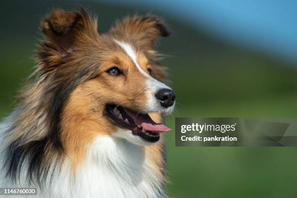 shetland sheepdog portrait in the nature - shetland sheepdog stock pictures, royalty-free photos & images