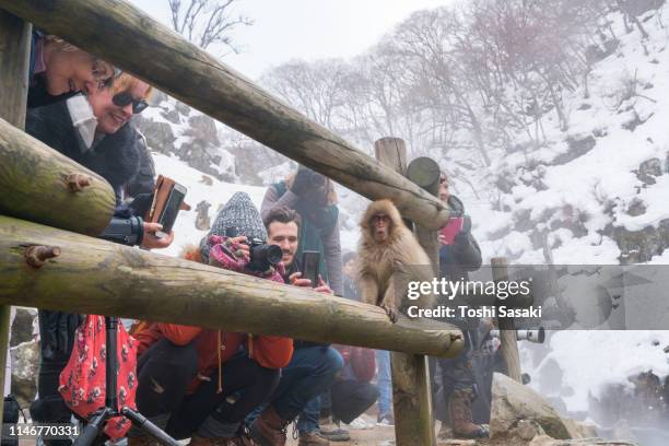 many tourist and visitors photographing a baby snow monkey, which baby monkey is on the bar of wood fence among the snowy mountain in jigokudani snow monkey park (jigokudani-yaenkoen) at nagano japan on feb. 19 2019. - barbade stock-fotos und bilder