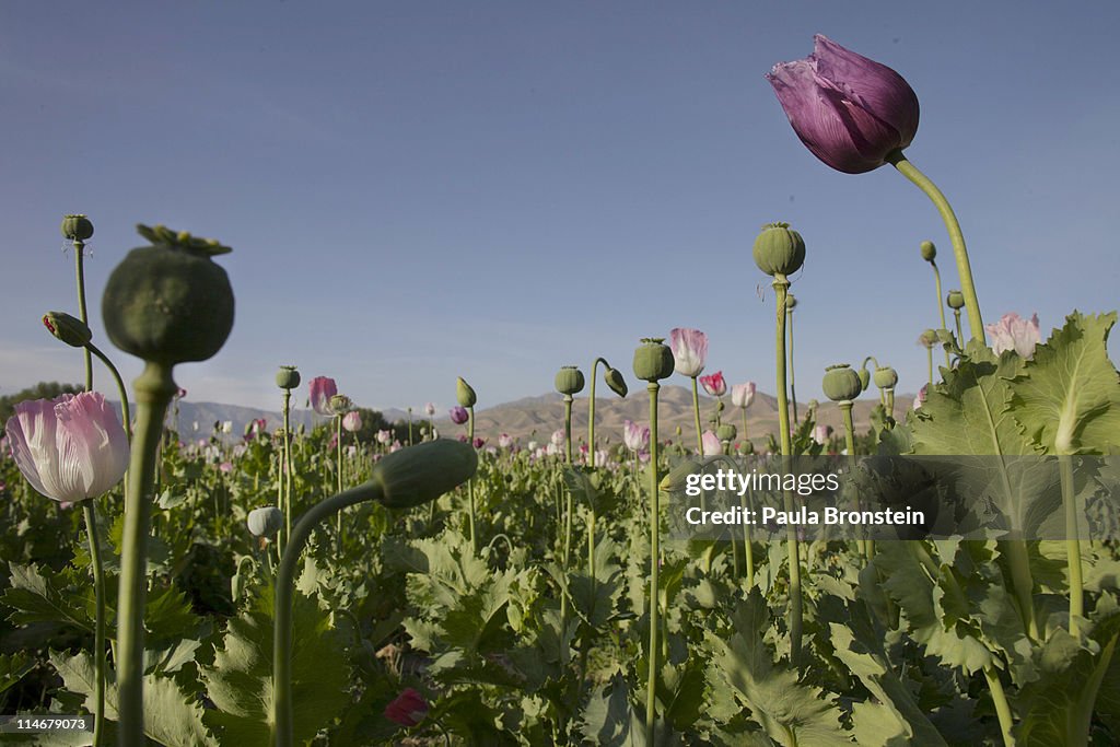 AFG: Poppy Cultivation More Than Doubled In Badakshan