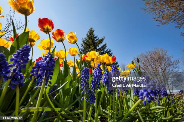 tulip time festival - holland michigan stock pictures, royalty-free photos & images