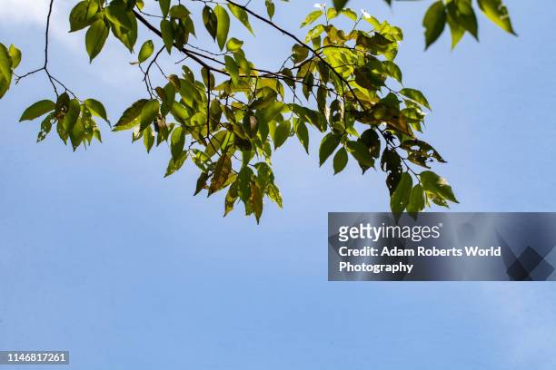 overhanging branches and leaves on blue sky - überhängend stock-fotos und bilder