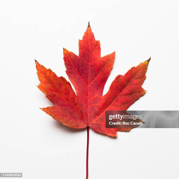 maple leaf - esdoorn stockfoto's en -beelden