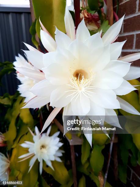 203 fotos de stock e banco de imagens de Cacto Orquídea - Getty Images