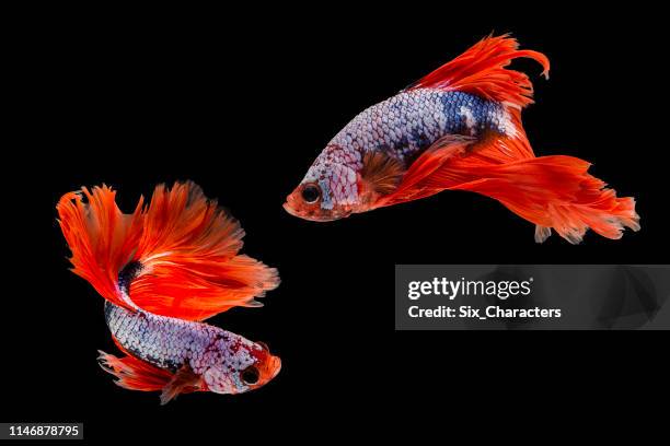 capture de bewegende moment van siamese gevechten vis, twee betta vis geïsoleerd op zwarte achtergrond - siamese fighting fish stockfoto's en -beelden