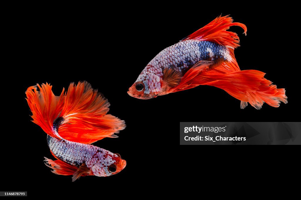 Capture the moving moment of siamese fighting fish, Two betta fish isolated on black background