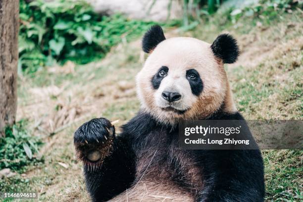 panda - panda mamífero de quatro patas - fotografias e filmes do acervo
