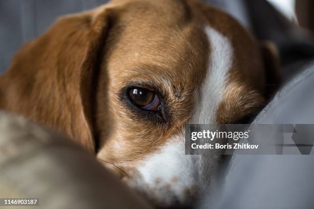 beagle looking at the camera - dog white background stock pictures, royalty-free photos & images