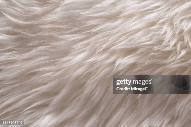 white sheep fur - hairy stockfoto's en -beelden